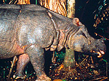 Во Вьетнаме полностью истреблен яванский носорог, чей рог активно использовала  восточная медицина 