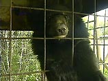 Животных изъяли у хабаровского предпринимателя, который незаконно содержал медвежат в клетке на территории собственной базы