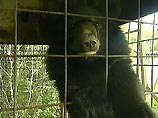 Животных изъяли у хабаровского предпринимателя, который незаконно содержал медвежат в клетке на территории собственной базы Животных изъяли у хабаровского предпринимателя, который незаконно содержал медвежат в клетке на территории собственной базы