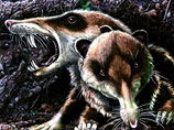 Американские и аргентинские палеонтологи обнаружили в Южной Америке окаменелые останки млекопитающего, весьма похожего на саблезубую белку из мультфильмов "Ледниковый период"