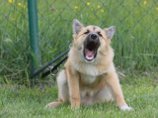Отныне в Лос-Анджелесе собаки могут беспрестанно лаять не дольше 10 минут. Каждая последующая минута платная и может обойтись их владельцам в 1000 долларов Отныне в Лос-Анджелесе собаки могут беспрестанно лаять не дольше 10 минут. Каждая последующая минута платная и может обойтись их владельцам в 1000 долларов