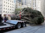 Главным рождественским деревом Нью-Йорка выбрана норвежская ель из местечка Миффлинвиль в штате Пенсильвания