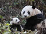 Специалист по дикой природе по фамилии Янши, работающий преподавателем колледжа, уже собрал около пяти тонн фекалий гигантских панд в центре разведения этих животных в Чэнду, провинция Сычуань