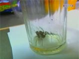 Украинского паука Васю, попавшего в пакет с семечками и покусавшего школьницу, заточили в стакан