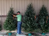 В США засуха привела к дефициту рождественских елок