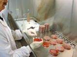 Бруцеллез - очень опасная инфекционная болезнь, вызываемая микроорганизмами рода Brucella Бруцеллез - очень опасная инфекционная болезнь, вызываемая микроорганизмами рода Brucella