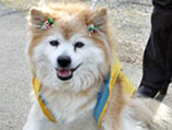 В Японии скончалась самая старая собака в мире - дворняжка по кличке Пускэ