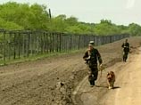 Военкоматы за год призвали в армию трех собак, провалив реформу