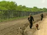 Военкоматы за год призвали в армию трех собак, провалив реформу Военкоматы за год призвали в армию трех собак, провалив реформу