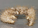 Третье место занял "волосатый" глубоководный краб, который сам выращивает на своем панцире колонии бактерий, похожие на волосы, чтобы потом ими же и питаться