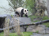 Восьмилетняя Тянь Тянь вместе с самцом Ян Гуаном "переехала" в Шотландию из Китая 4 декабря в рамках реализации китайско-британского соглашения о сотрудничестве в области защиты и исследования больших панд