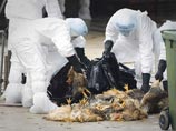 В Китае от птичьего гриппа умер водитель, не контактировавший с птицами