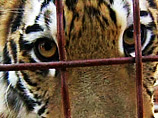 "Родители решили сфотографировать ребенка и поставили его спиной к клетке с тигром, не убедившись в безопасности расстояния