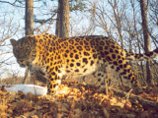 Мертвый леопард со спутниковым ошейником найден на территории заказника в Приморье