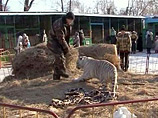 Врачи больницы в Благовещенске борются за жизнь трехлетнего ребенка, которого в среду тяжело ранил цирковой лигр - помесь самки тигра и самца льва Врачи больницы в Благовещенске борются за жизнь трехлетнего ребенка, которого в среду тяжело ранил цирковой лигр - помесь самки тигра и самца льва