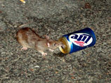 На конкурсе в Нью-Йорке выбирают самую страшную крысу подземки (ВИДЕО)