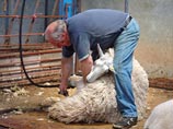 Новозеландцы хотят сделать олимпийским видом спорта стрижку овец 