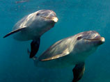 США бросят против иранского флота в Ормузском проливе дельфинов-убийц
