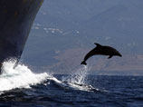 США бросят против иранского флота в Ормузском проливе дельфинов-убийц 
