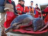 Более 60 дельфинов выбросились на пляжи атлантического побережья американского штата Массачусетс за последние несколько дней Более 60 дельфинов выбросились на пляжи атлантического побережья американского штата Массачусетс за последние несколько дней