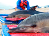 Массовое самоубийство дельфинов  в США - более 60 особей выбросились на берег