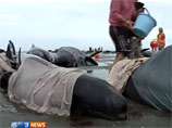 В Новой Зеландии пытаются спасти сотню черных дельфинов, выбросившихся на берег