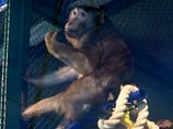 В зоопарке Караганды обезьян согревают глинтвейном 