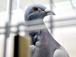 В Бельгии состоялись аукционные торги, на которых в качестве лотов были выставлены почтовые голуби
