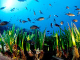 "Рекордсменом" признали водоросли вида Posidonia oceanica, распространенные в Средиземном море "Рекордсменом" признали водоросли вида Posidonia oceanica, распространенные в Средиземном море
