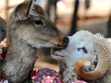 В китайском зоопарке баран и олениха крепко любят друг друга. В День святого Валентина их решили поженить