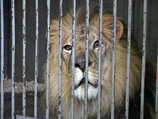 Россия пропустила цирковых львов, которым грозила смерть на границе