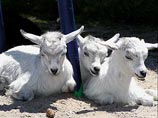 Ученые: козлята могут блеять на разных "диалектах"