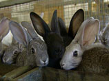 Буддийские монахи в Бурятии спасли 160 кроликов