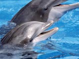 Группа ученых, философов и защитников прав животных разработала декларацию прав дельфинов, которая в случае ее возведения в ранг закона защитит их от содержания в зоопарках и нападения со стороны рыбаков