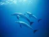 Ученые предлагают принять билль о правах дельфинов