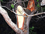 В Бразилии таинственный металлический шар с грохотом свалился с неба, повредив дерево кешью (ФОТО, ВИДЕО)