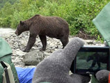 Туристы на Аляске шокировали медведя гризли: никак не отреагировали на его атаку (ВИДЕО)