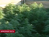 Полиция Приморья обезвредила банду наркоторговцев, которые наладили производство зелья на подпольной плантации