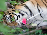 Эта тигрица жива, с ней все нормально. Она находится на территории Уссурийского заповедника. Кому-то что-то показалось