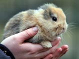 В Германии оператор случайно убил знаменитого безухого кролика, наступив на него