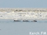 В Крыму в районе села Новоотрадное в прибрежной полосе сотрудники территориального отдела Азовгосрыбоохраны обнаружили от 60 до 100 дельфинов, относящихся к виду азовка