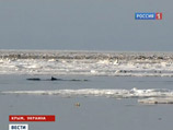 Около 70 дельфинов, попавших в ледяной плен в Азовском море в районе села Новоотрадное недалеко от Керчи, самостоятельно выбрались из ловушки