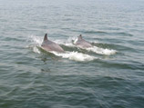 Дельфины, застрявшие во льдах в Азовском море, освободились без помощи людей