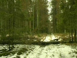 В частности, по мнению общественников, из-за расширения столицы под угрозой окажется лесная зона вокруг Москвы - так называемый зеленый пояс города В частности, по мнению общественников, из-за расширения столицы под угрозой окажется лесная зона вокруг Москвы - так называемый зеленый пояс города