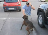 Пес породы боксер по кличке Чак, пожалуй, сейчас является самой популярной собакой в интернете, и все благодаря ролику, на котором он радостно встречает с войны своего хозяина