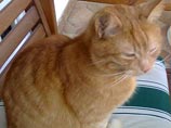 Рыжего кота нашла одна семья в лесу близ комунны Айинг недалеко от Мюнхена и сдала в приют - он был заметно истощен