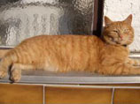 В Баварии рыжий кот вернулся к хозяйке после 16-ти лет скитаний
