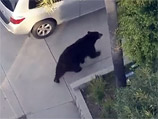 Американец, увлекшись набором SMS, столкнулся с бродившим по улицам медведем (ВИДЕО)