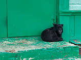 В Казахстане краденая собака помогла вору ограбить магазин, "посидев на шухере"