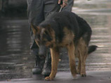 Сотрудники полиции, а также бригады кинологов с собаками провели проверку отделений сетевого магазина "Крокус"